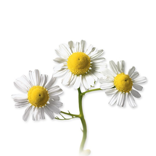 Камилица (Matricaria chamomilla)