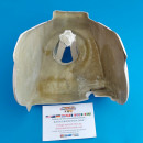 OSSA PHANTOM AIR BOX KIT AS75 NEW SPECIAL AIR BOX KIT OSSA PHANTOM AS74 AIR FILTER - Img 7