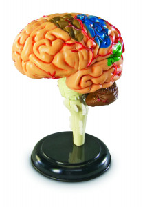 Macheta creierul uman
