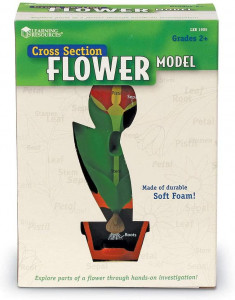 Model de sectiune a florii - Img 4