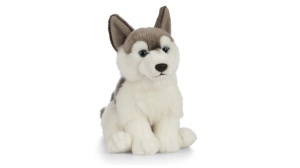 Catelus de plus Husky