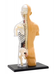 Kit STEM Anatomia corpului uman, Thames & Kosmos - Img 3