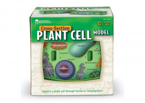 Sectiunea celulei plantei - Img 4
