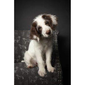 Material Canvas - Dogs Ecru-Green - Img 4