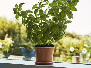 Botanical Plant Pot with Saucer [DEMO] - Img 2