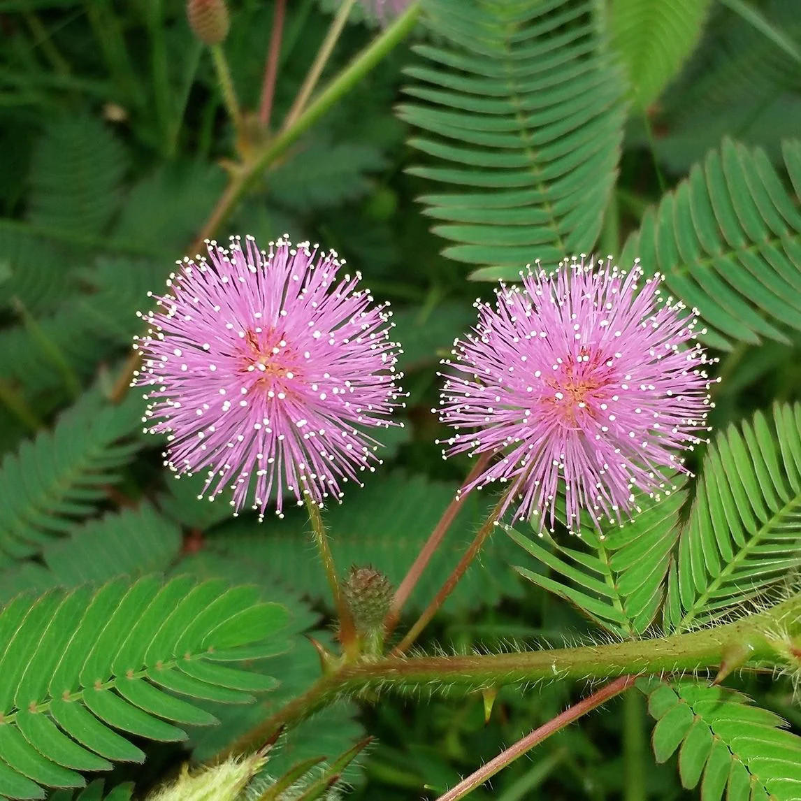 Mimoza (0.2 gr) seminte arbore decorativ Mimosa pudica, frunze