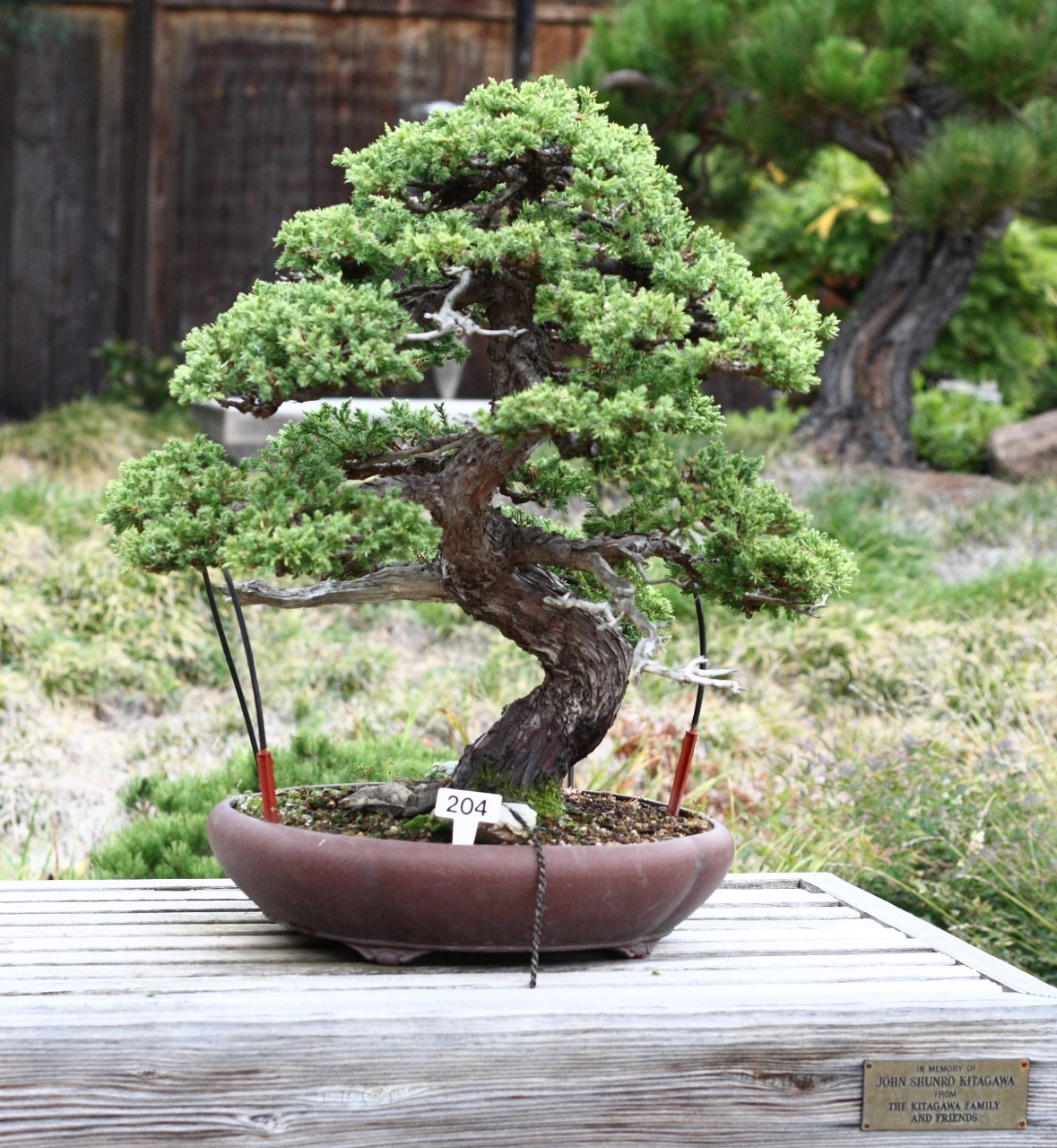 Bonsai Ienupar Chinezesc (30 seminte) Bonsai Chinese Juniper