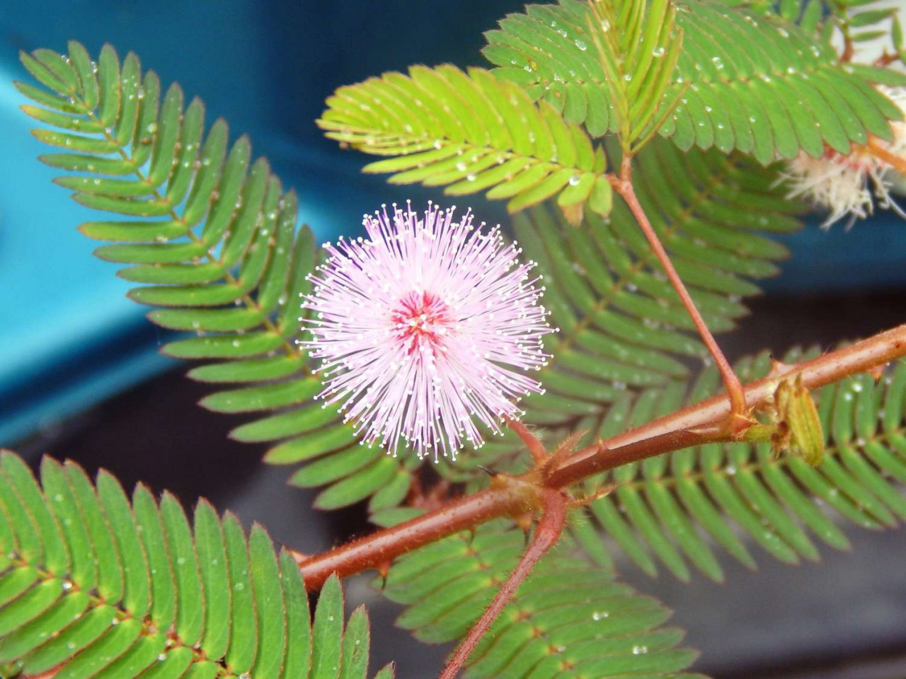 Mimoza (0.2 gr) seminte arbore decorativ Mimosa pudica, frunze