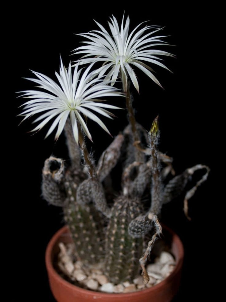 Cactus Floarea Adoratiei (40 seminte) Flower of Adoration - Echinopsis  Mirabilis, cactus mic, flori superbe, parfumate, Saflax