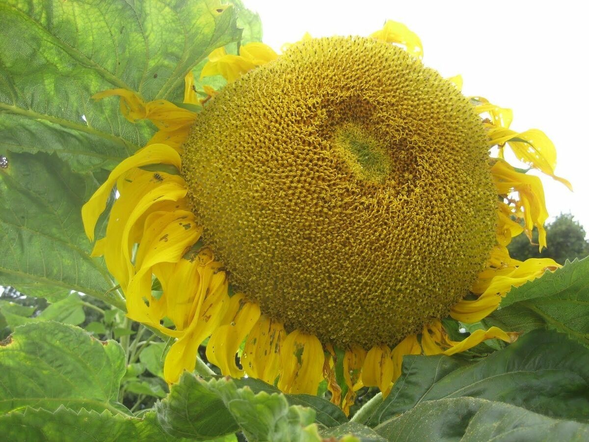 SAFLAX Zonnebloem 'Titan' - 20 Zaden - Incl. Potgrond - Helianthus Annuus - Reuzensoort Tot 4 Meter