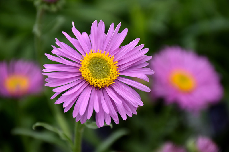 aster-alpinus-happy-end-in-