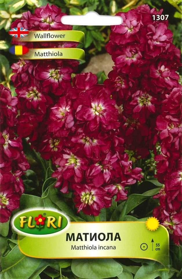 Matthiola (60 seminte) Mixandre parfumate, Florian