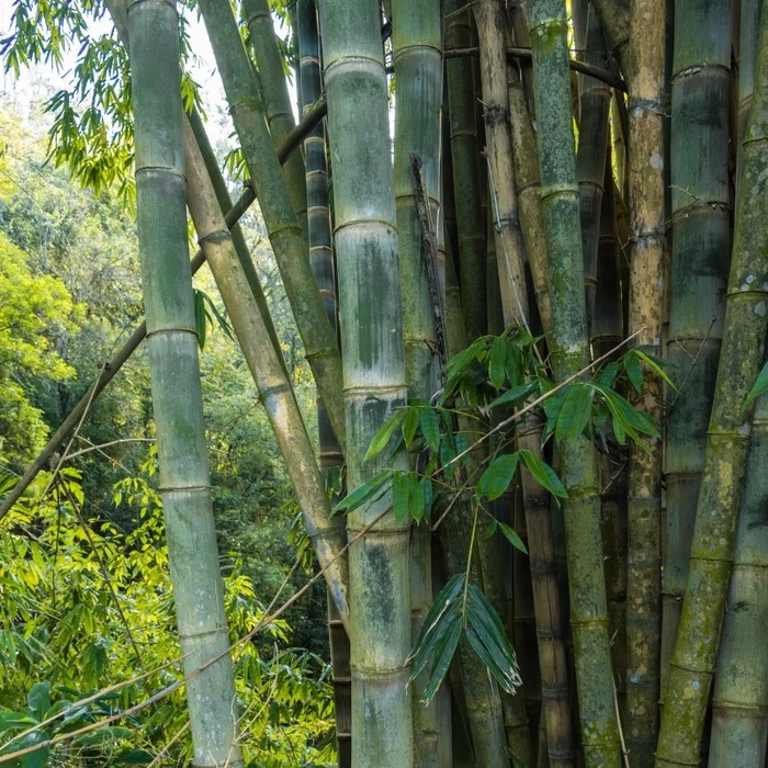 Bambus Calcutta (50 seminte) Calcutta Bamboo - Dendrocalamus strictus,  crestere rapida, foarte decorativ, Saflax