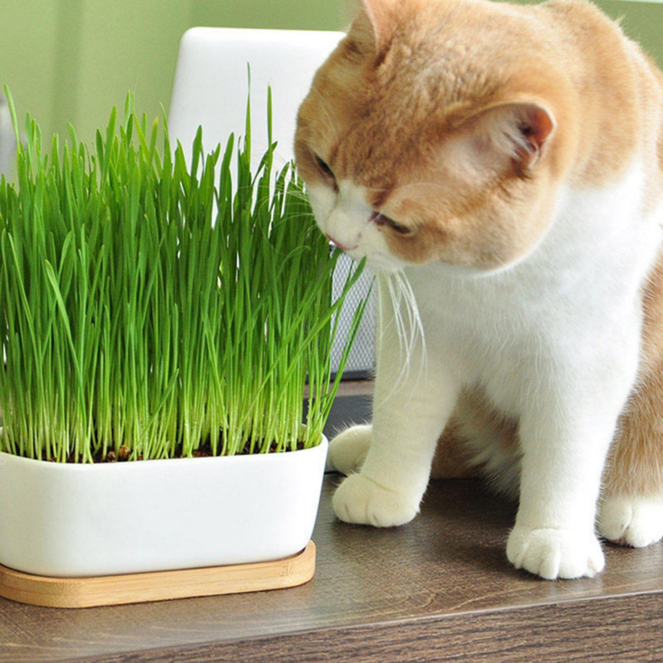 Iarba pentru pisici, seminte amestec de iarba cu vitamine si saruri  minerale pentru pisici, Kertimag