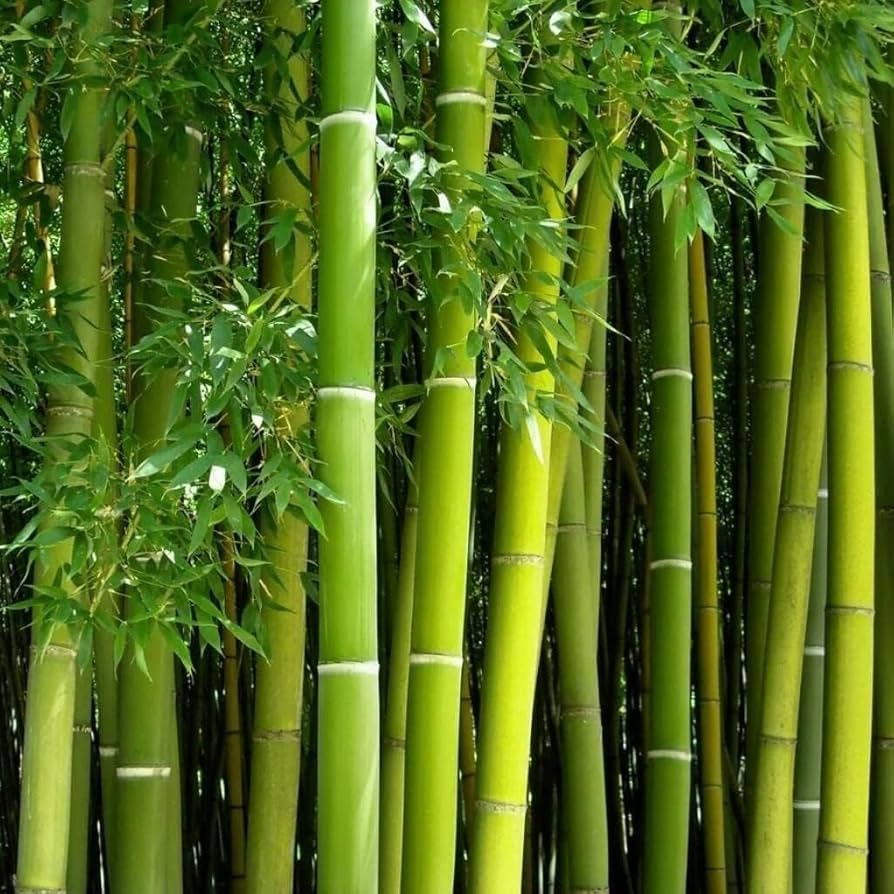 Bambus Moso (20 seminte) Moso Bamboo - Phyllostachys pubescens, crestere  rapida, rezistent la frig, Saflax
