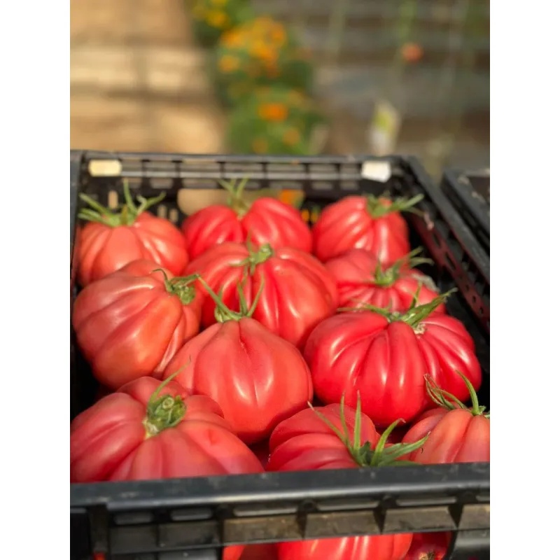 mamipink-f1-10-seminte-tomate-