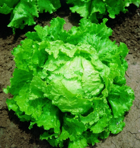 Bionda di Parigi (1.5 gr) seminte de salata semitimpurie tip iceberg, frunze crocante, Agrosem