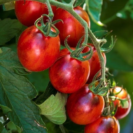 Cherry de Foc (50 seminte) rosii cherry oval-rotunde, rosu-maronii, foarte dulci si aromate, Florian Bulgaria
