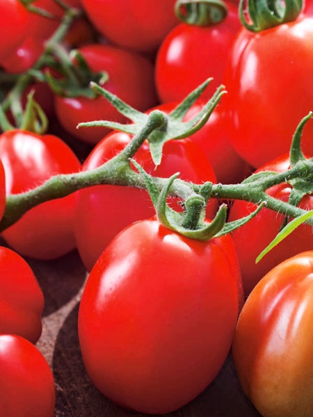 Chrobry F1 (150 seminte) tomate pitice de camp extrem de productive si rezistente, soi mediu tarziu, PlantiCo