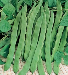 Fasole Pastai Marconi - 1 kg - Seminte de Fasole Pastai Verde Neteda Cataratoare, Opal