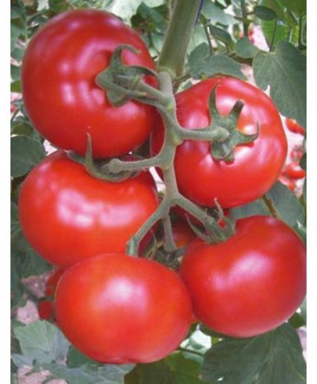Gonul F1 (1000 seminte) de rosii nedeterminate ce produc fructe de calitate foarte buna si sunt grupate 6-8 fructe pe un ciorchine, Yuksel