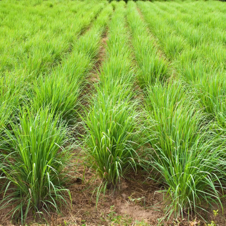 Iarba lemon (60 seminte) seminte lemon grass-iarba lamaioasa, miros puternic, proaspat de lamaie Agrosem