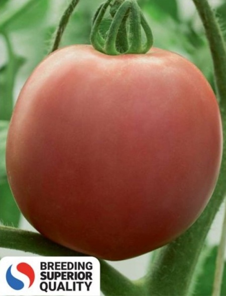 Kruna (300 seminte) de tomate timpurii determinate roze pentru camp, Superior Serbia
