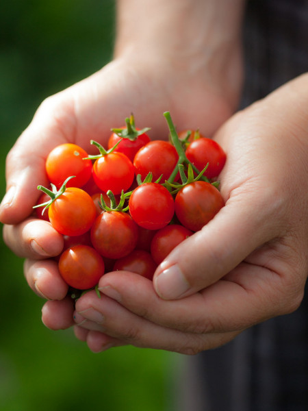 Micro Cherry (10 seminte) tomate dulci, suculente, potrivite pentru balcon, Buzzy