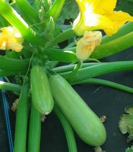 Pascal F1 (1000 seminte) dovlecei cu fructe cilindrice de culoare verde deschis, Fito Semillas