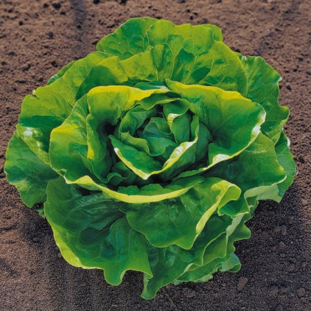Pronto (5000 seminte) drajate de salata cu frunze de un colorit atractiv verde stralucitor bine indesata recomandata pentru culturile de primavara tarzie vara si toamna, Enza Zaden