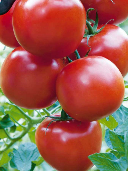Serrat F1 (10 seminte) tomate "vita de vie" timpurii, nedeterminate, Buzzy