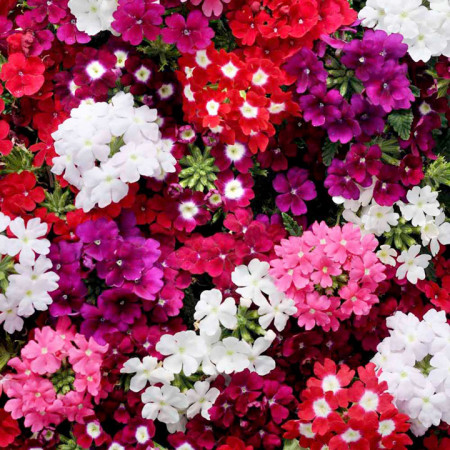 Verbena urzicuta (0.3 g) seminte de planta cu flori viu colorate in inflorescente compacte, Horti Tops - Img 1