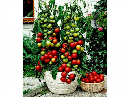 Balkonzauber - 0.5 gr - Seminte Rosii de Balcon tip Cherry cu Fructe mici rotunde dulci si gustoase de la Laktofol