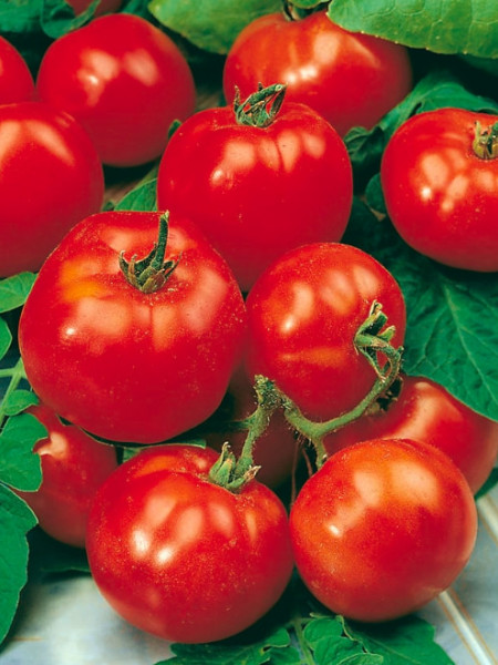 Beta (300 seminte) tomate determinate, foarte timpurii, destinate culturilor in camp, Polan