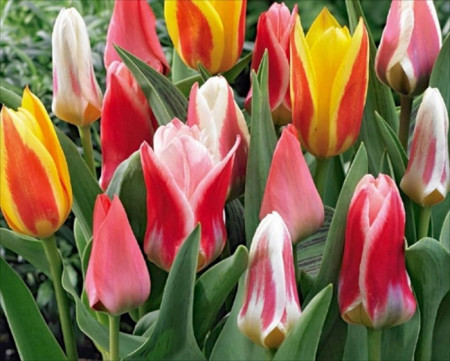 Botanical Mixed(8 bulbi) lalele mix superbe, bulbi de flori, Agrosem - Img 1