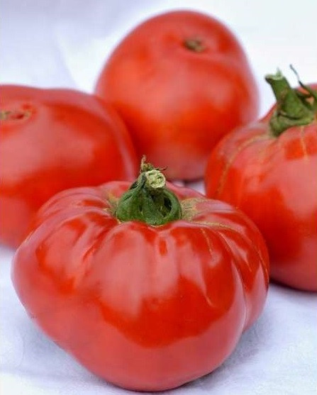 Elisabeta (3000 seminte) de rosii cu crestere nedeterminata fara capac verde, Agrosel