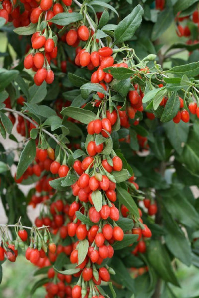 Goji Berry - 40 sem - Seminte de Goji Berry Arbust Peren Rezistent la Seceta
