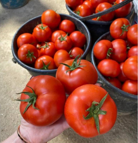 Hayet F1 (500 seminte) tomate timpurii cu crestere nedeterminata, fructe mari rotund-turtite, Sakata