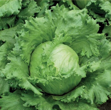 Larsen (700 seminte) salata verde tip Iceberg, frunze crocante, suculente, Seklos