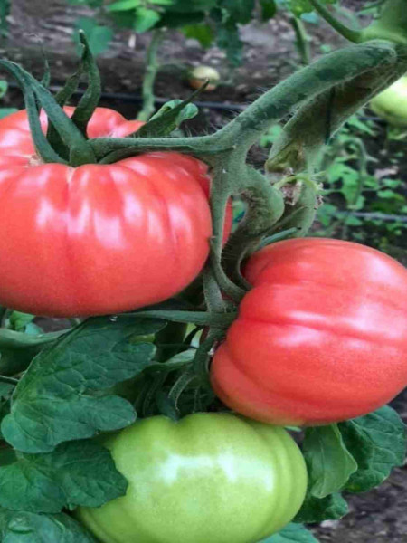 Leroxy F1 (Tobrossa)(1000 seminte) de tomate roz, cu crestere nedeterminata, destinat ciclurilor lungi de cultura, Yuksel