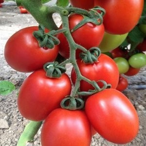 Peradur F1 (Millonety)(1000 seminte) Tomate Extratimpurii Nedeterminate pentru sere si solarii, Yuksel Turcia
