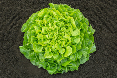 Pleasance (5000 seminte drajate) salata tip oakleaf, 350-500 gr, Bejo