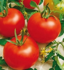 Heinz 1350 (50 gr) seminte de Tomate Heinz 1350 Origine Olanda soi cu Crestere Determinata