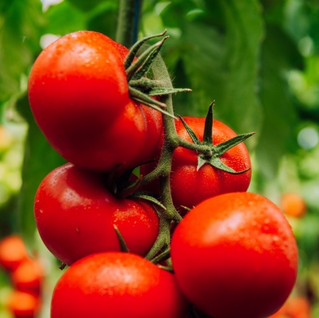 Jenise F1 (100 seminte) tomate timpurii, nedeterminate, pentru toate ciclurile de cultura, Hazera