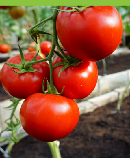 Mahitos F1 (10 seminte) tomate cu crestere nedeterminata de tip beef, Rijk Zwaan