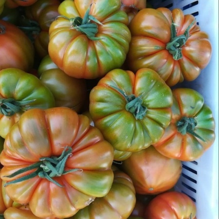 Maremagno F1 (500 seminte) tomate nedeterminate, tip marmande, costate, foarte gustoase, Nunhems