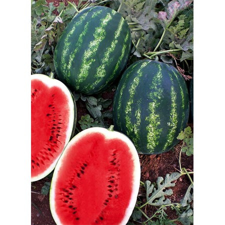 Melia F1 (Ustun F1) (1000 seminte) de pepene verde oval tip Crimson aromat, Yuksel