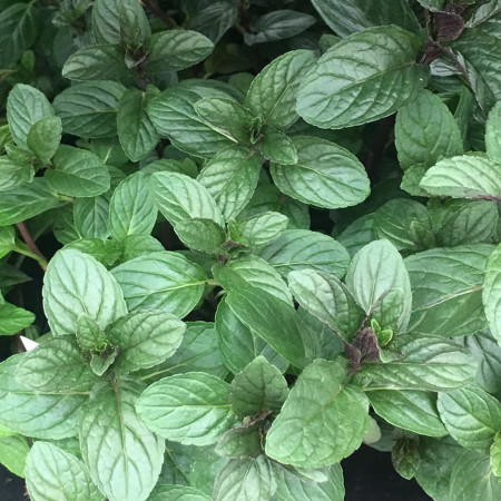 Menta Chocolate Mint (in ghiveci de 1 L), rasad de planta aromatica Mentha piperita citrata Chocolate Mint cu aroma combinata de menta, citrice si ciocolata - Img 1