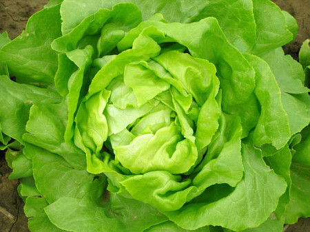 Salata Imperial Winter (12.000 seminte) salata de iarna rezistenta la temperaturi scazute, Agrosem