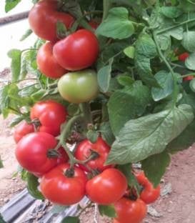 Signora F1 (100 seminte) de rosii crestere nedeterminata, fructe rotunde ferme si gust extraordinar de bun, greutate medie 250-300 gr, Esasem
